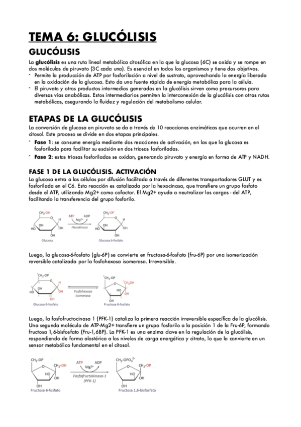 Miniatura del documento TEMA-6-GLUCOLISIS.pdf