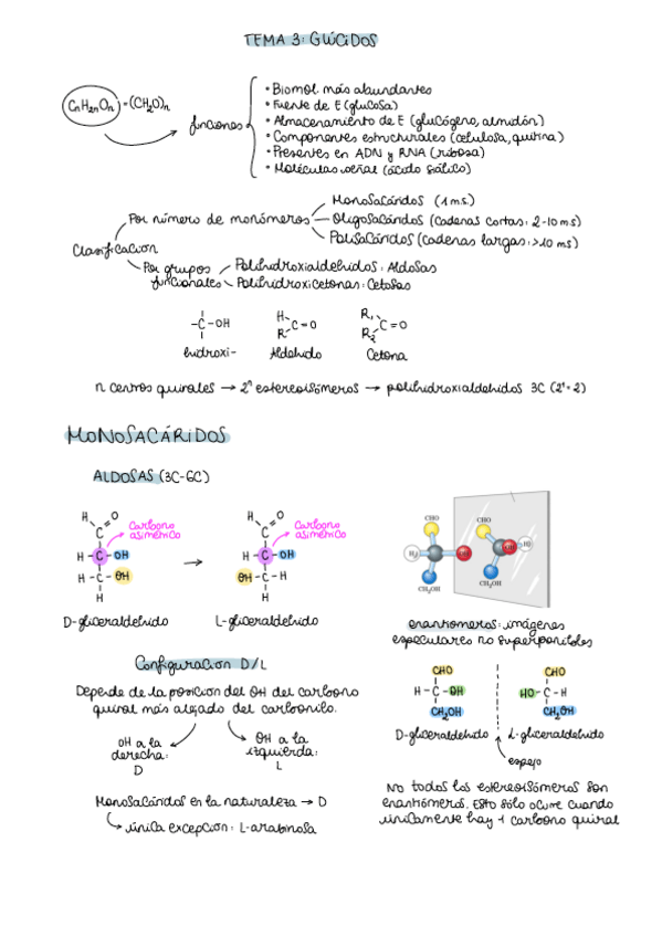 Miniatura del documento Apuntes-tema-3-glucidos.pdf