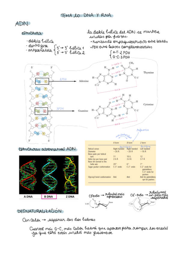 Miniatura del documento Apuntes-tema-10-nucleotidos.pdf