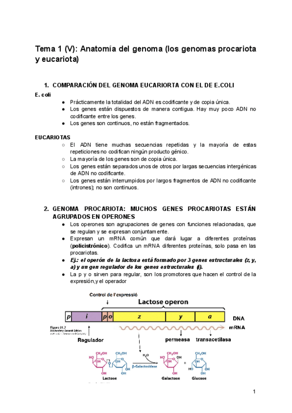 Miniatura del documento Tema-1-V-Anatomia-del-genoma-los-genomas-procariota-y-eucariota.pdf