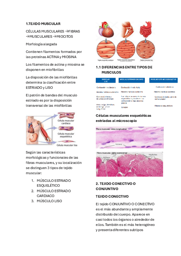 Miniatura del documento ANATOMIA-TEMA2.pdf