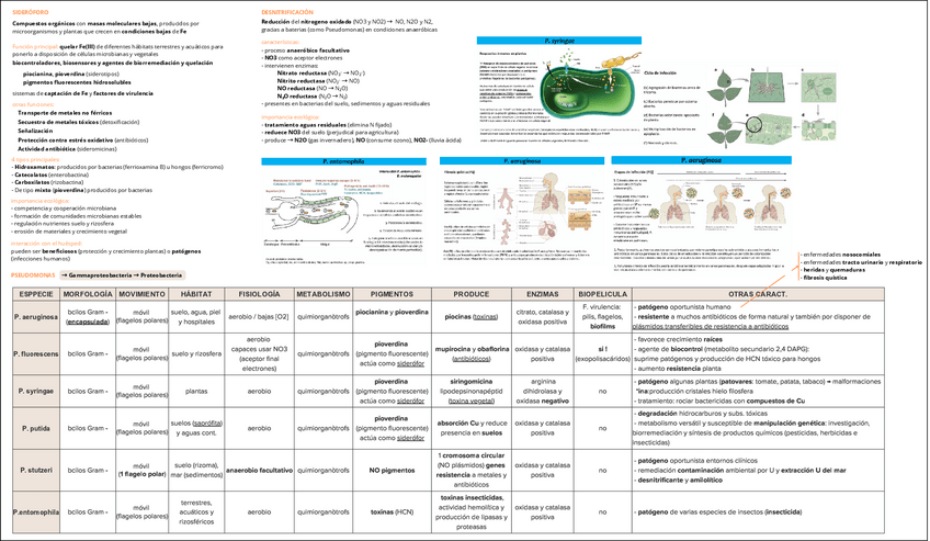 Miniatura del documento PSEUDOMONAS.pdf