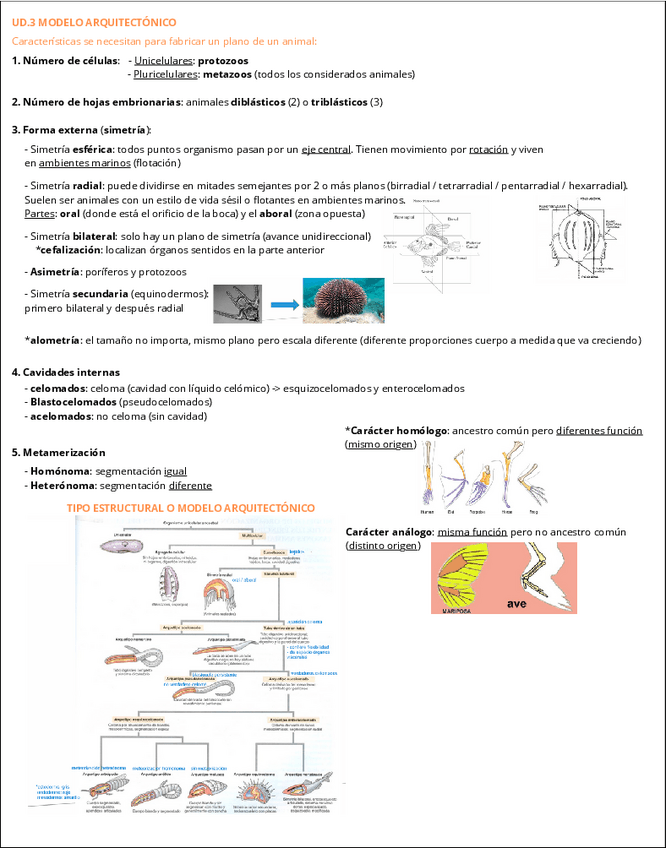 Miniatura del documento UD-3.-Modelo-arquitectonico.pdf