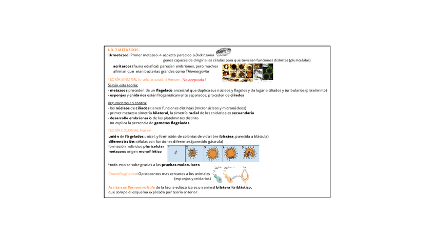 Miniatura del documento UD-7.-Metazoos.pdf