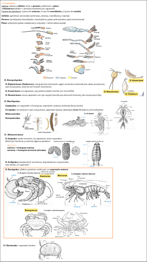 Miniatura del documento UD.12.3-Crustaceos.pdf