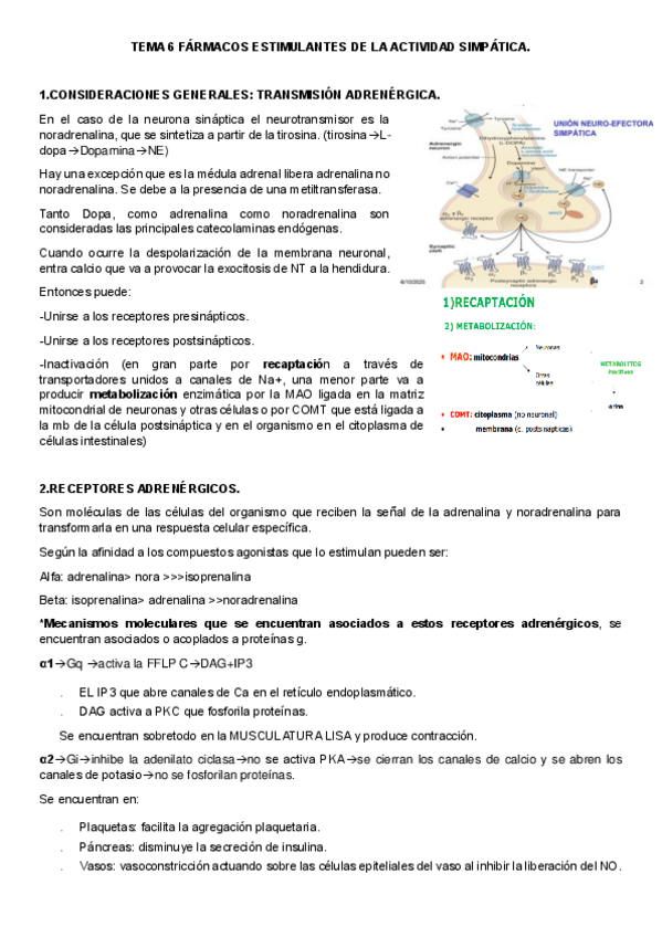 Miniatura del documento TEMA-6-FARMACOS-ESTIMULANTES-DE-LA-ACTIVIDAD-SIMPATICA.pdf