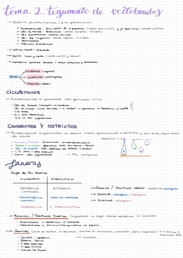 Miniatura del documento Resumen-Tema-2.-Tegumento-de-vertebrados-sin-faneras.pdf