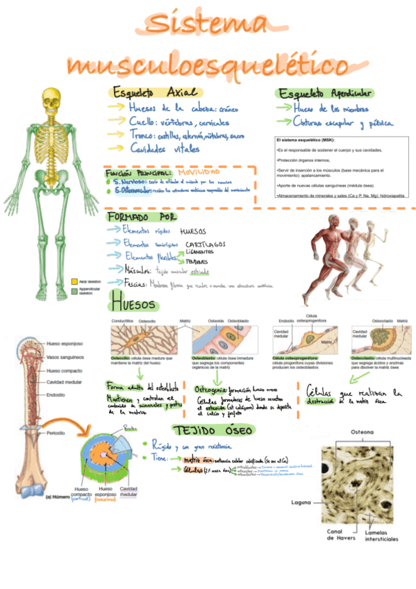 Miniatura del documento Apuntes-musculoesqueletico.pdf