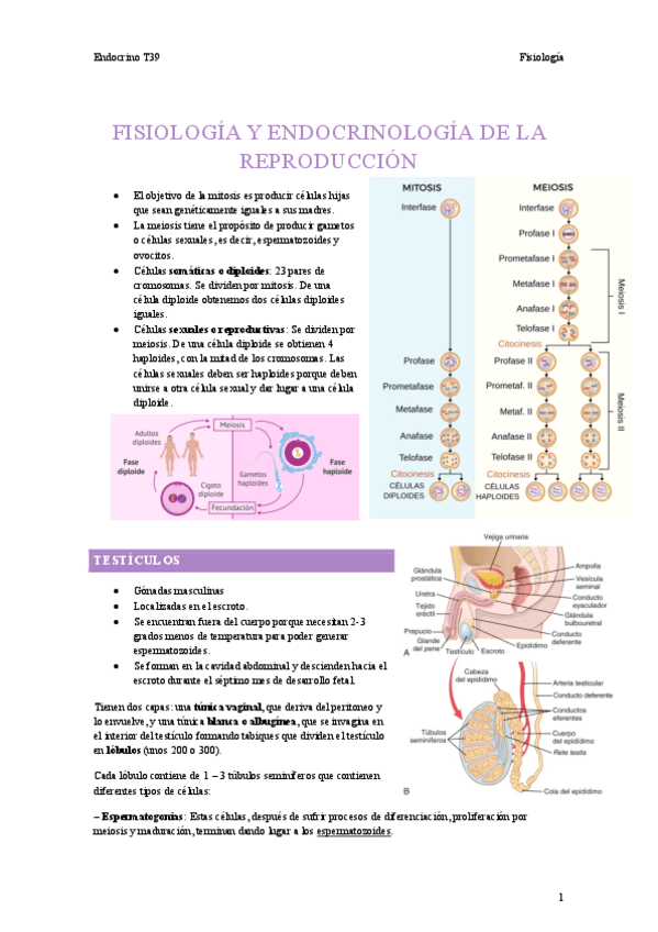 Miniatura del documento T39-Endocrino.pdf