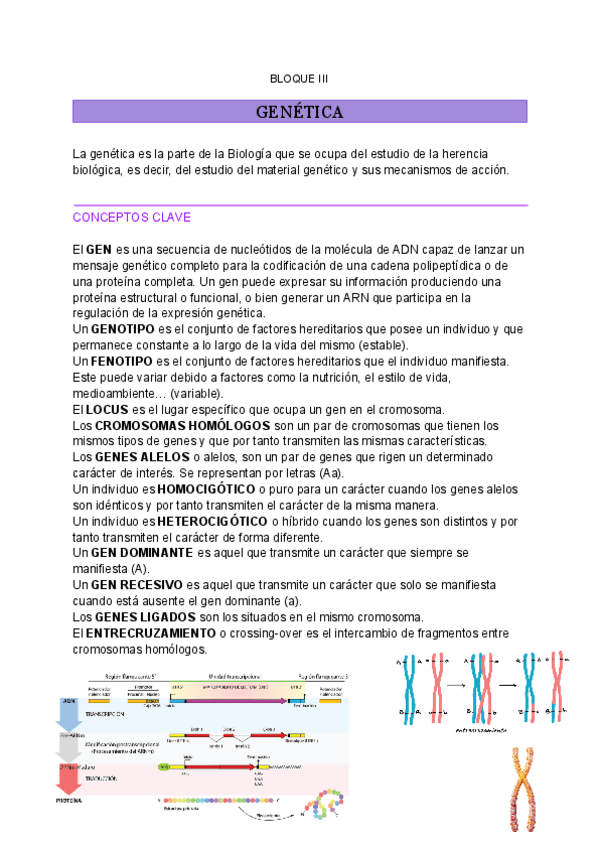 Miniatura del documento BLOQUE-GENETICA.pdf