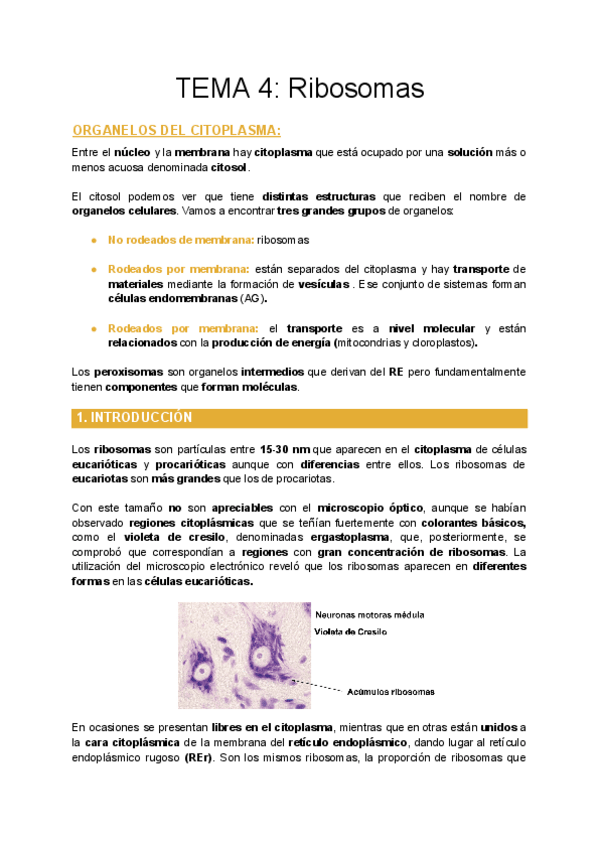 Miniatura del documento TEMA-4-Ribosomas.pdf