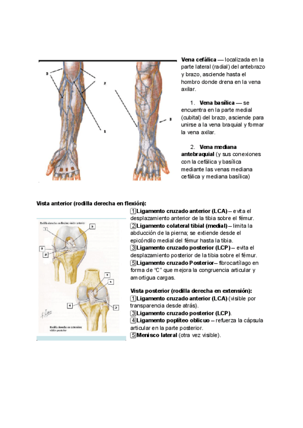 Miniatura del documento Questionari-del-Aparell-locomotor.pdf