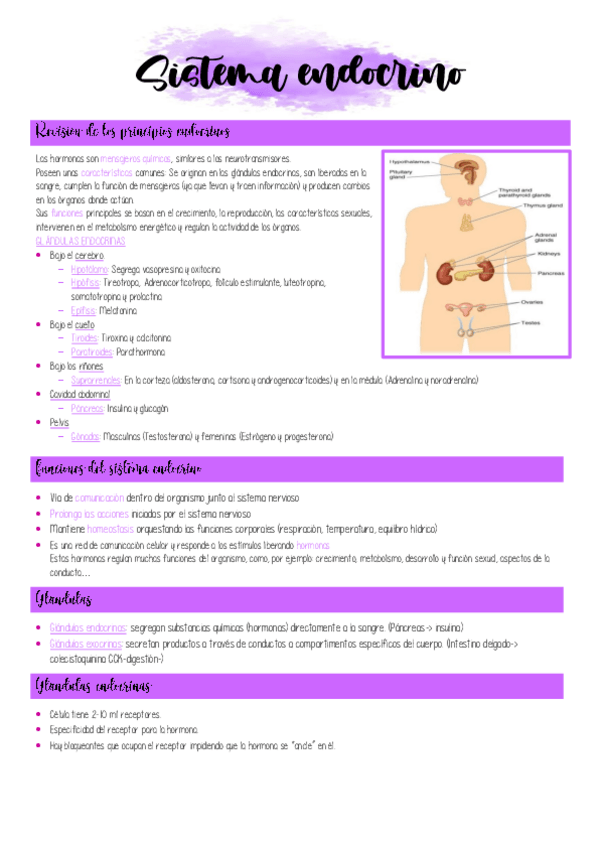 Miniatura del documento 1.-Sistema-endocrino-sin-diapositivas.pdf