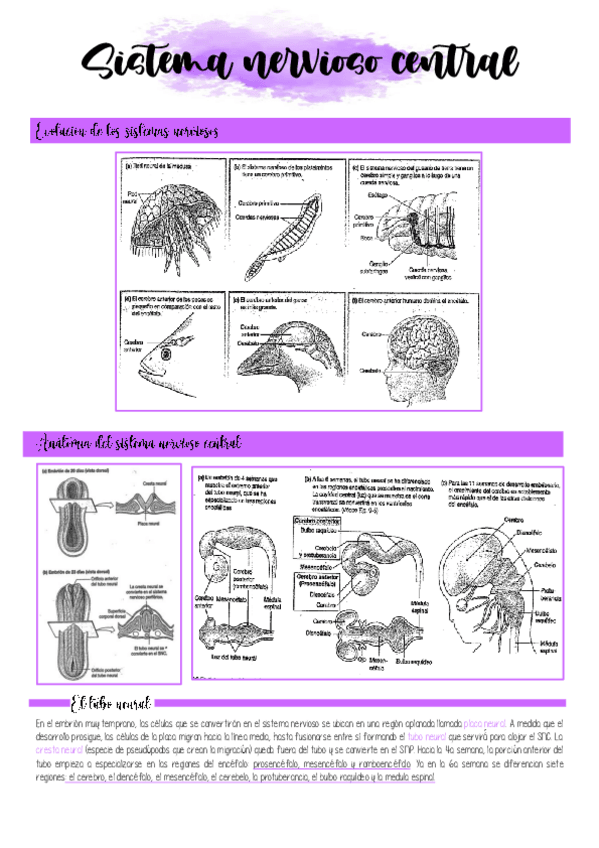 Miniatura del documento 3.-EL-SISTEMA-NERVIOSO-CENTRAL.pdf
