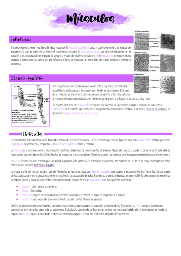 Miniatura del documento 4.-LOS-MUSCULOS.pdf