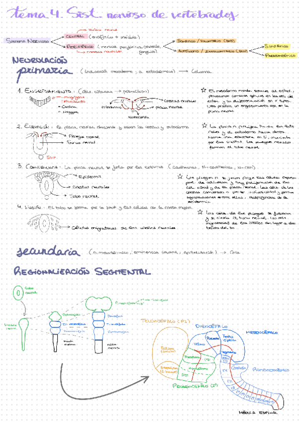 Miniatura del documento Resumen-Tema-4.a.-Sistema-nervioso-vertebrados.pdf