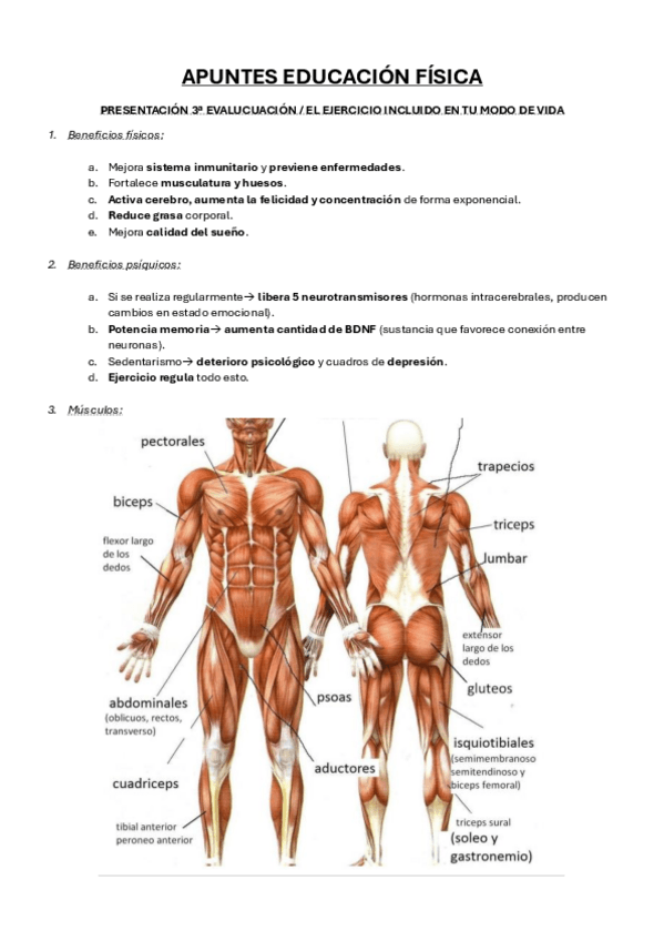 Miniatura del documento APUNTES-EDUCACION-FISICA.pdf