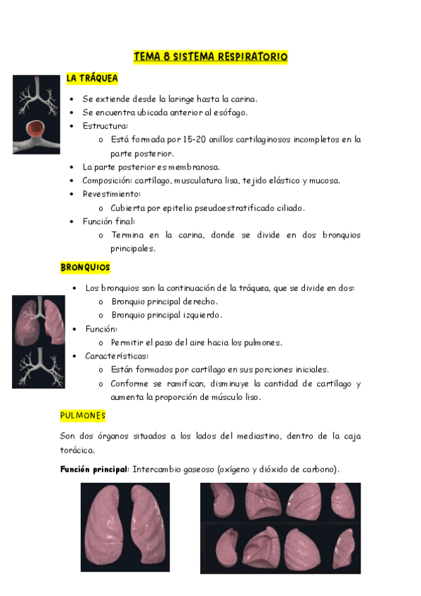 Miniatura del documento tema-8-anatomia.pdf
