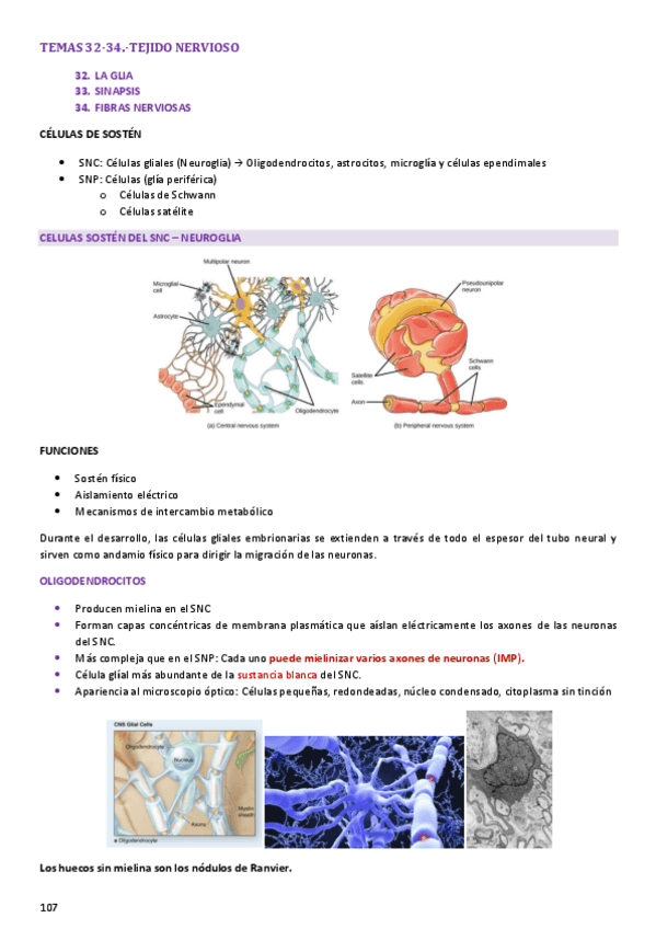 Miniatura del documento TEMA-32-34-NERVIOSO.pdf