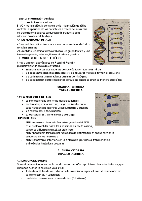 Miniatura del documento Informacion-genetica.pdf