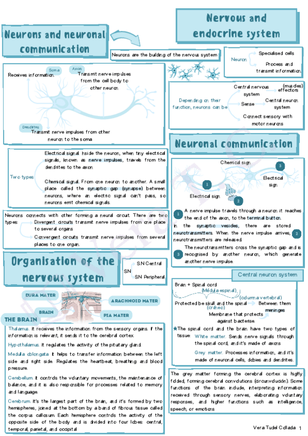 Miniatura del documento Interactive-nervous-and-endocrine-system.pdf