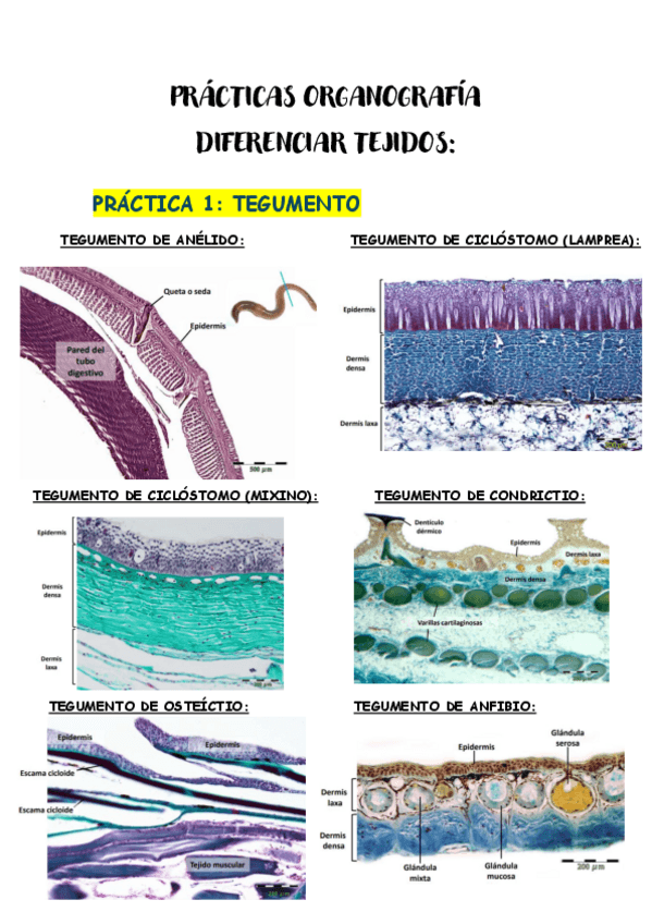 Miniatura del documento DIFERENCIAR-ORGANOS-PRACTICAS-ORGANO.pdf