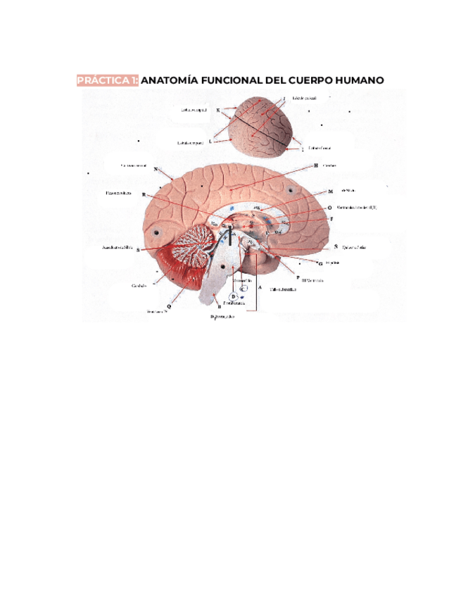 Miniatura del documento RESUMEN-COMPLETO-PRACTICAS-FISIO-I.pdf