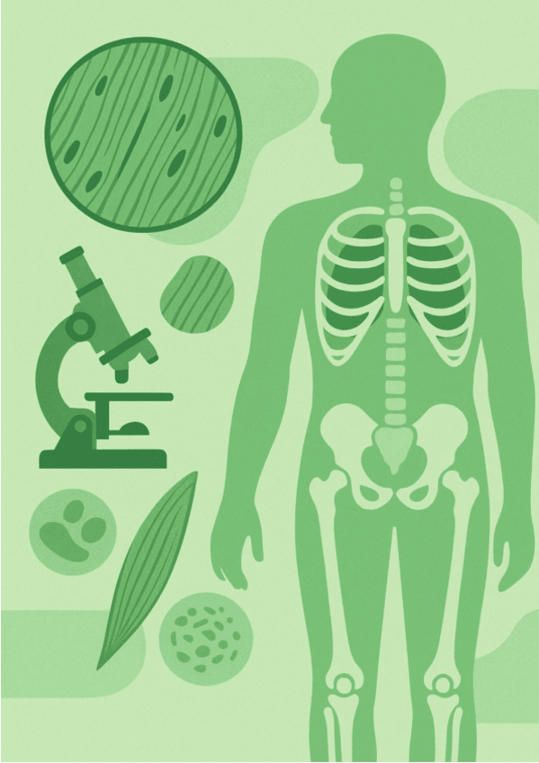 Miniatura del documento Tema-3.-Teixit-muscular-apunts.pdf