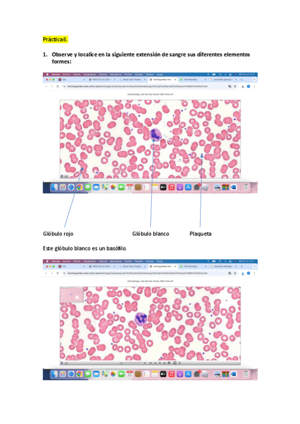 Miniatura del documento practica-6-bio.pdf