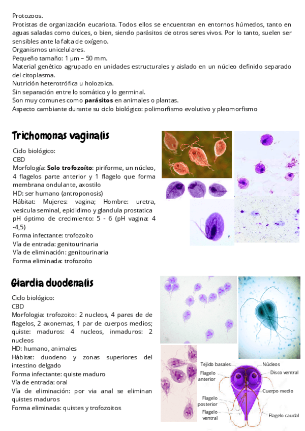 Miniatura del documento Protozoos.pdf.pdf