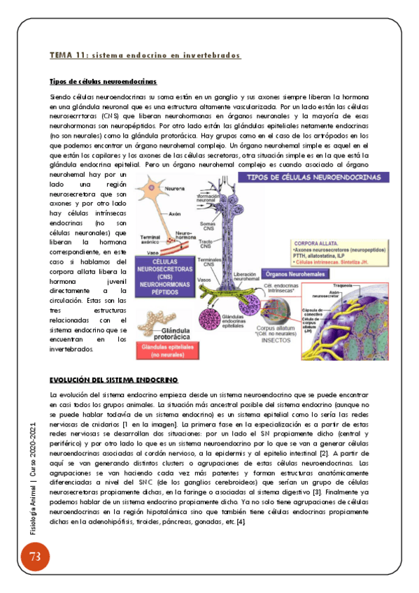 Miniatura del documento 2-y-3-Sistema-endocrino-y-reproduccion-74-86.pdf