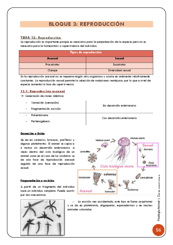 Miniatura del documento 2-y-3-Sistema-endocrino-y-reproduccion-87-99.pdf