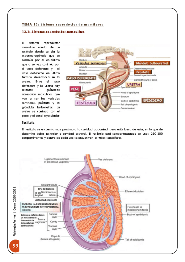 Miniatura del documento 2-y-3-Sistema-endocrino-y-reproduccion-100-126.pdf
