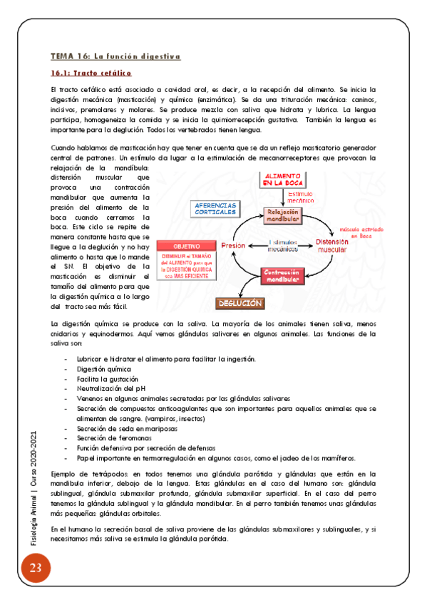 Miniatura del documento 4-Sistema-digestivo-24-57.pdf
