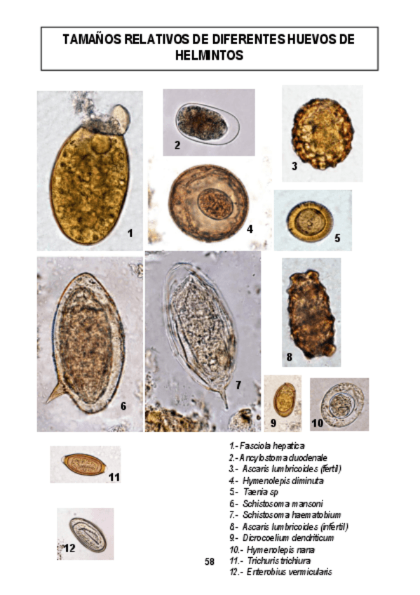 Miniatura del documento IMAGENES-PRACTICAS-PARASITOLOGIA-CLINICA.pdf
