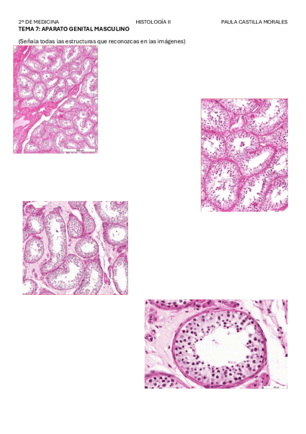 Miniatura del documento APARATO-REPRODUCTOR-MASC.pdf