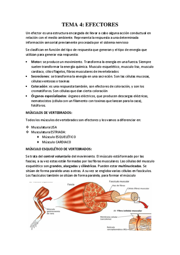 Miniatura del documento TEMA-4.pdf