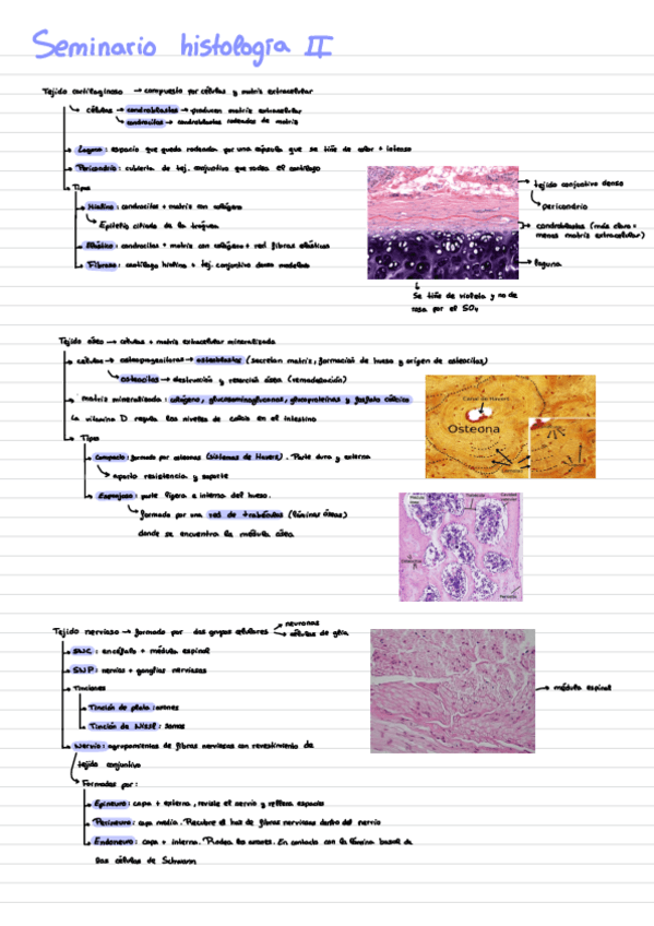 Miniatura del documento Seminario-Histologia-II.pdf