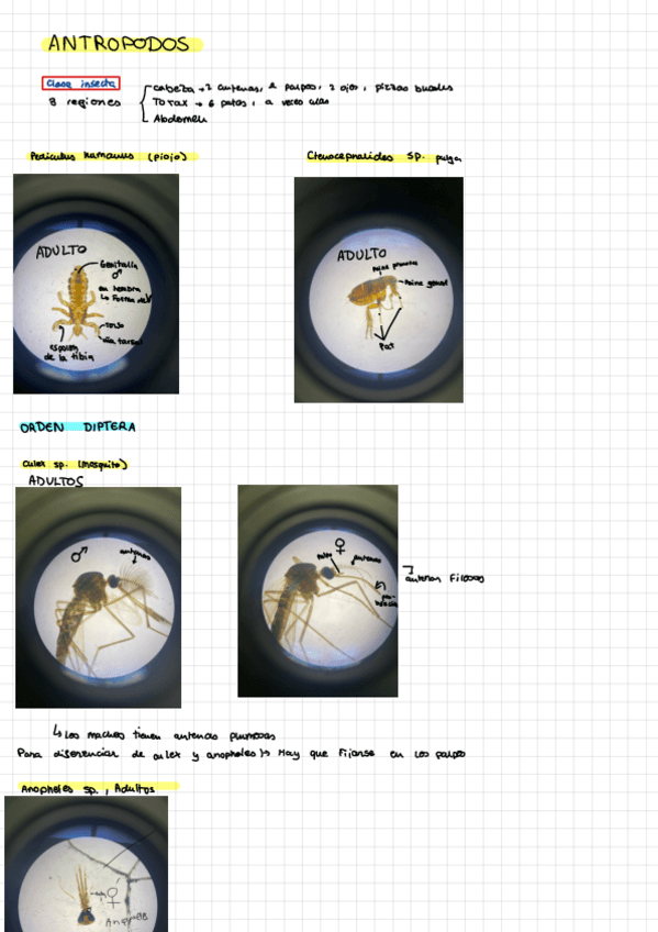 Miniatura del documento Practicas-de-parasitologia.pdf