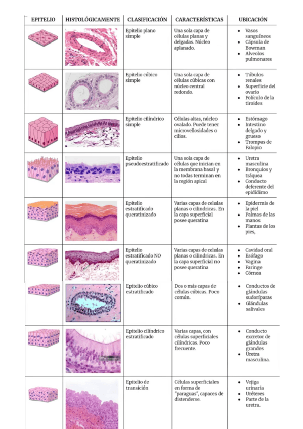 Miniatura del documento Tejido-Epitelial.pdf