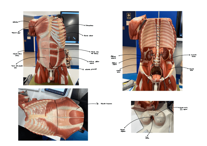 Miniatura del documento Seminario-3-Anatomia.pdf