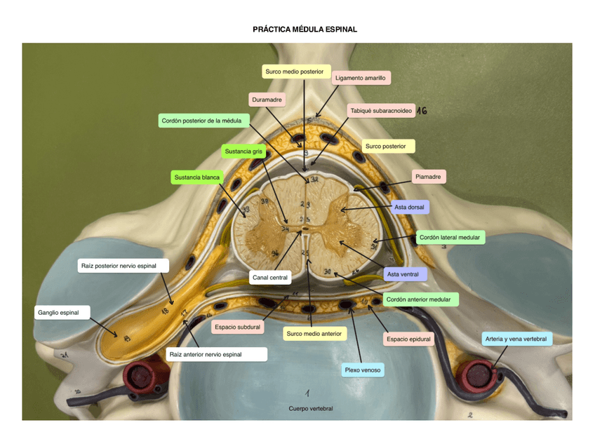 Miniatura del documento Apuntes-Practica-Medula-1.pdf