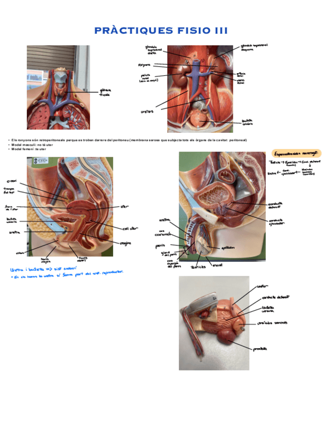 Miniatura del documento Histologia-practiques-model-examen.pdf