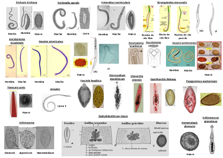Miniatura del documento Imagenes-Parasitologia.pdf