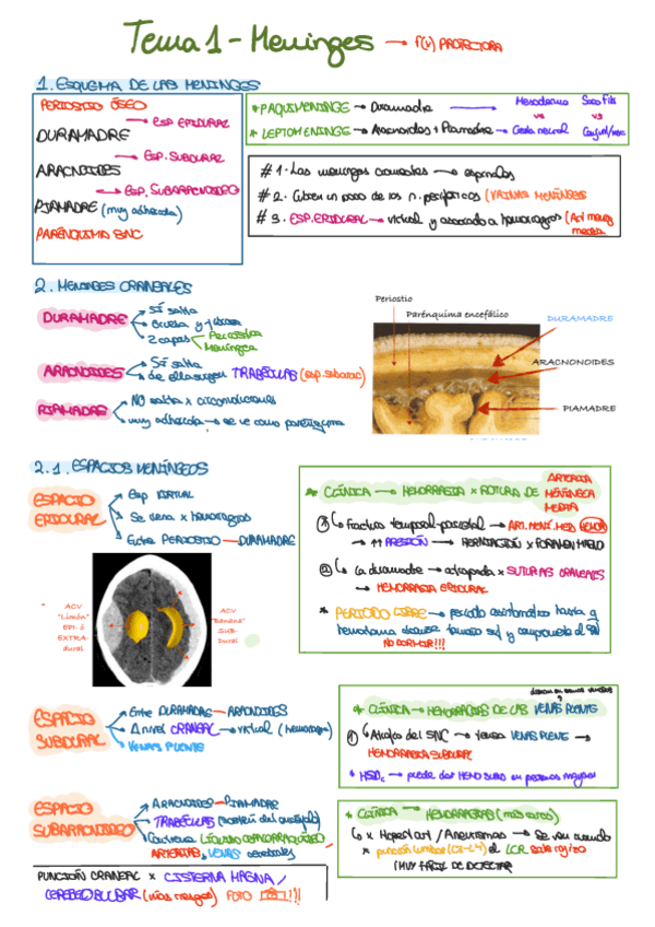 Miniatura del documento TEMA-1-MENINGES.pdf