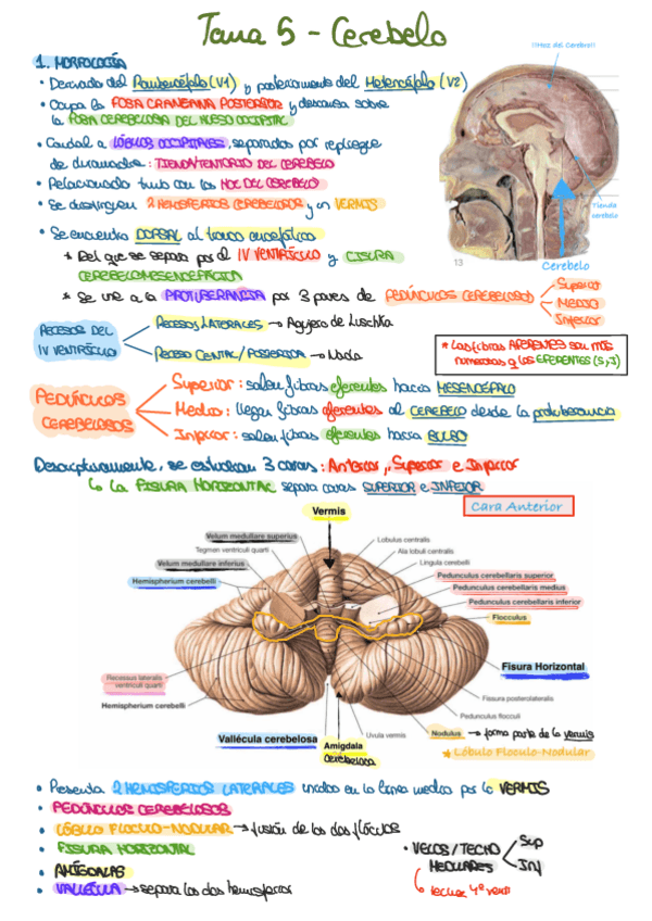 Miniatura del documento TEMA-5-CEREBELO.pdf