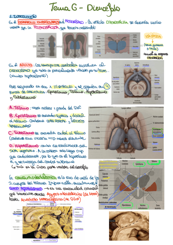 Miniatura del documento TEMA-6-DIENCEFALO.pdf