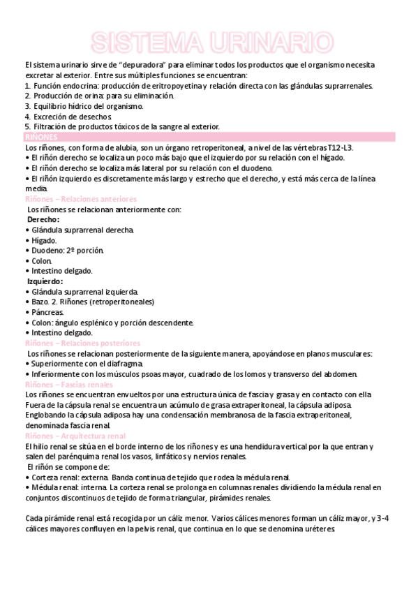Miniatura del documento SISTEMA-URINARIO.pdf