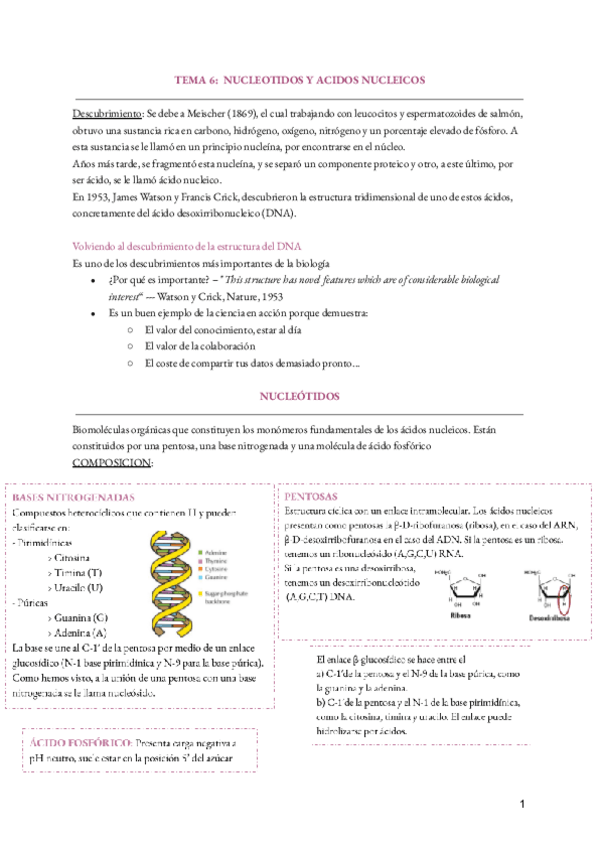 Miniatura del documento Tema-6--Nucleotidos-y-acidos-nucleicos.pdf