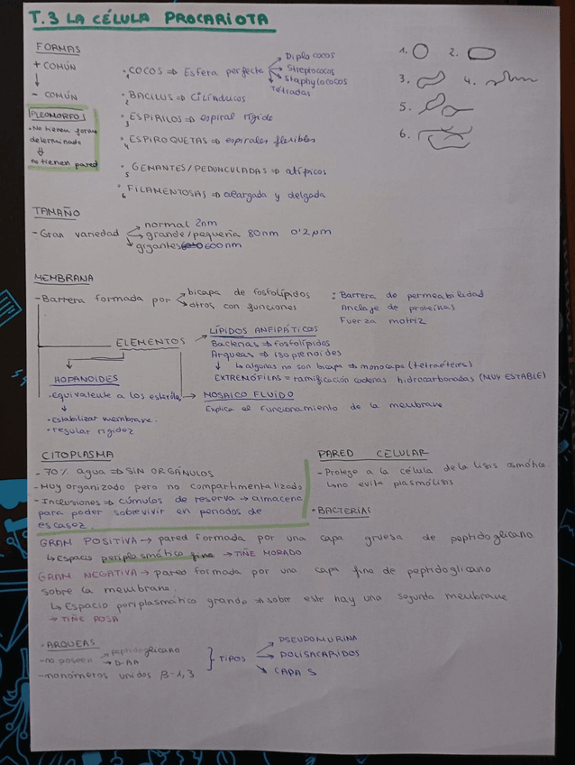 Miniatura del documento T.3-LA-CELULA-PROCARIOTA.jpeg